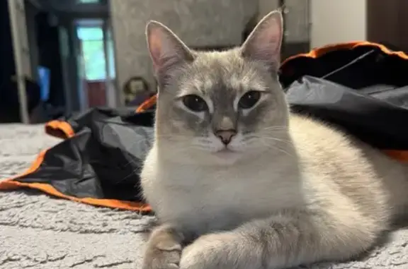 Кошки потеряшки, Караганда, фото: Потеряшка кошка, Штурманская 1/1, Караганда