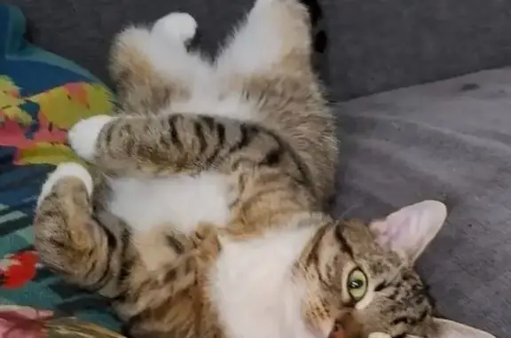 Пропала кошка, 1-й Новый пер., 26Л, Таганрог