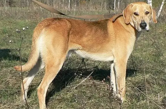 Найдена собака, Полевая ул., 16А, Игуменка