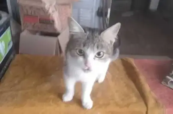 Найдена кошка, Григорьевская, фото: Кошка найдена: ул. 50 лет ВЛКСМ, Григорьевская