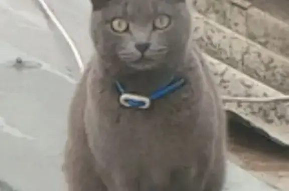 Найдена кошка, Саратов, фото: Кошка найдена на крыше Московская 36/1