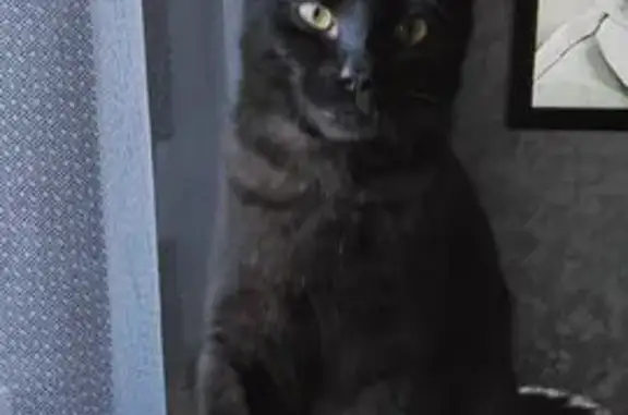Кошки потеряшки, Краснодар, фото: Потеряшка чёрная кошка, Тепличная 4, Краснодар