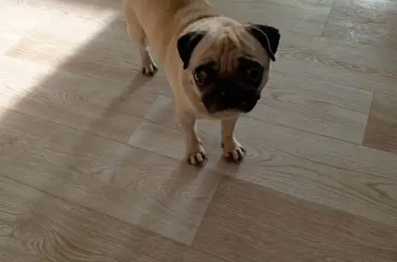 Найдена собака, Колтубановский, фото: Собака найдена: Колтубановский, Оренб. обл.