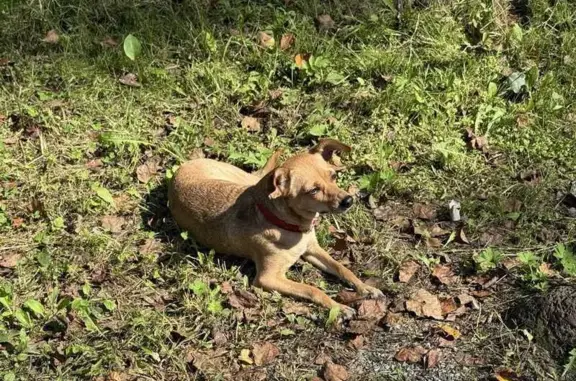Собаки потеряшки, Владивосток, фото: Потеряшка собака, ул. Фадеева, 4, Владивосток