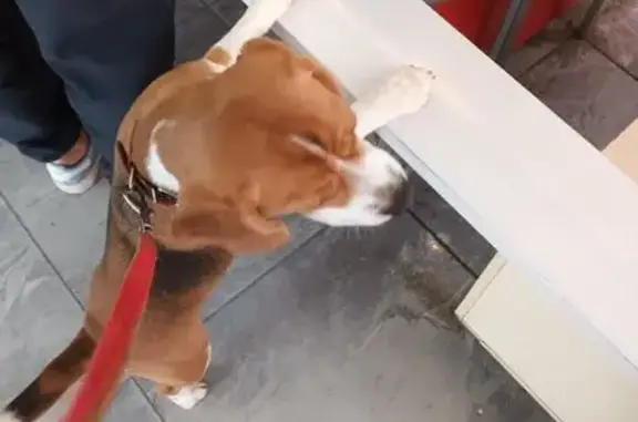 Пропала собака бигль, Андреевский пер., 4