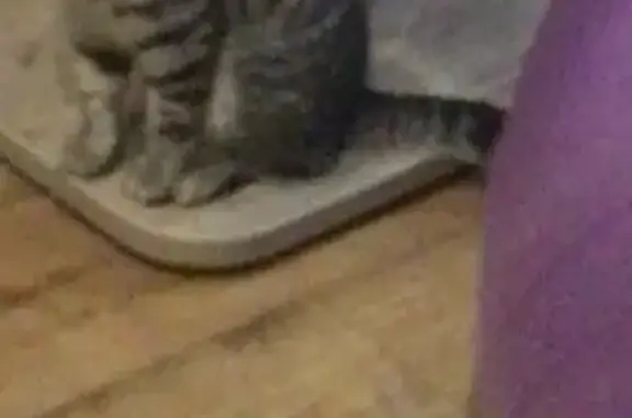 Пропала кошка, Звенигово, Марий Эл