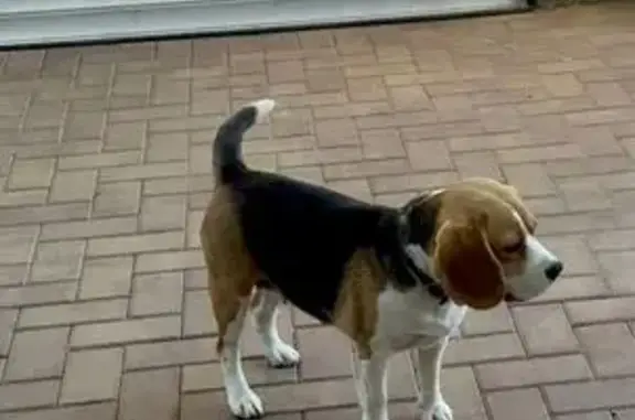 Пропала собака, Российский, Краснодарский край