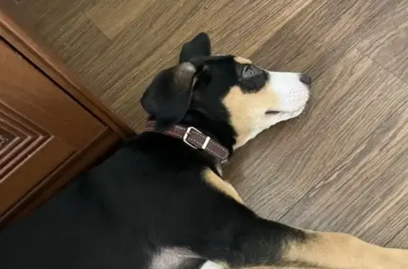 Найдена собака, Астрахань, фото: Найдена собака на ул. Куликова, 23, Астрахань