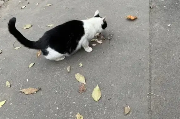 Найдена кошка, Самара, фото: Кошка найдена, Печёрская ул. 149, Самара