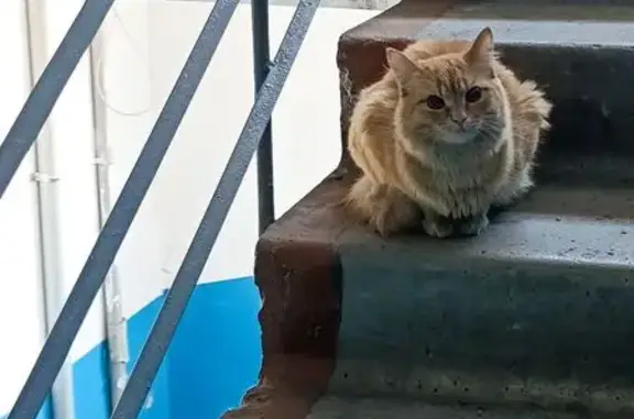 Найдена кошка, Омск, фото: Рыжая кошка найдена на 33 Северной, 122 к1