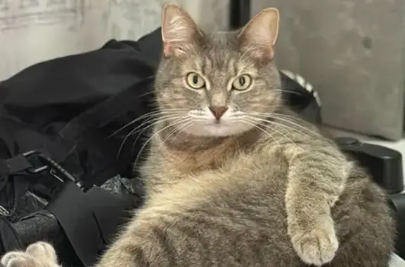 Кошки потеряшки, Ковров, фото: Потеряшка кошка, 2-я Запольная, Ковров