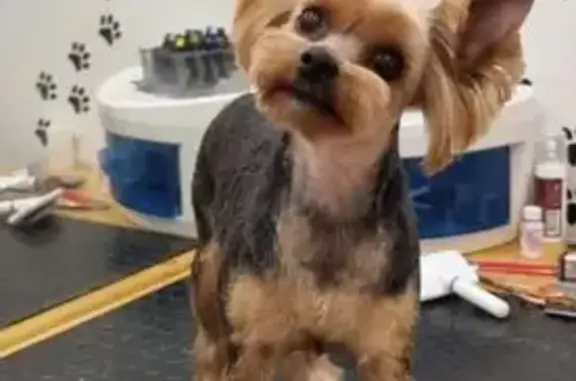 Пропала собака, Орёл-Изумруд, ул. Лазурная Долина 215/3