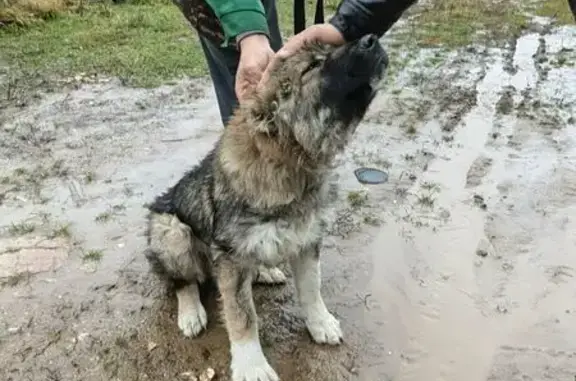 Найдена собака, Сергиев Посад, фото: Собака найдена: Воздвиженская ул., Сергиев Посад