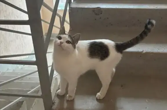 Кошки потеряшки, Оренбург, фото: Потеряшка кошка Буся, пр. Победы 157/4