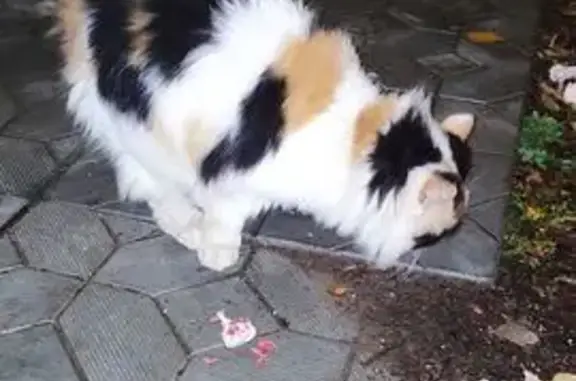 Найдена кошка, Новочебоксарск, фото: Кошка найдена на Советской ул., Новочебоксарск