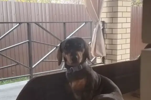 Пропала такса, Отрадное, Октябрьский 7