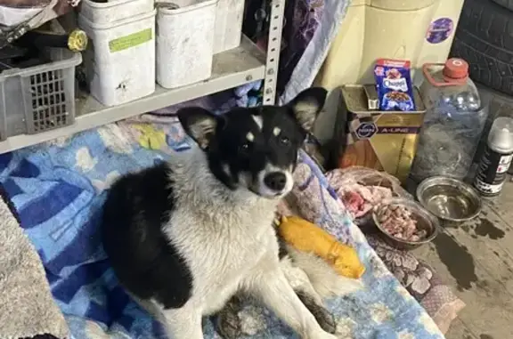 Найдена собака на ул. Пискунова, 150