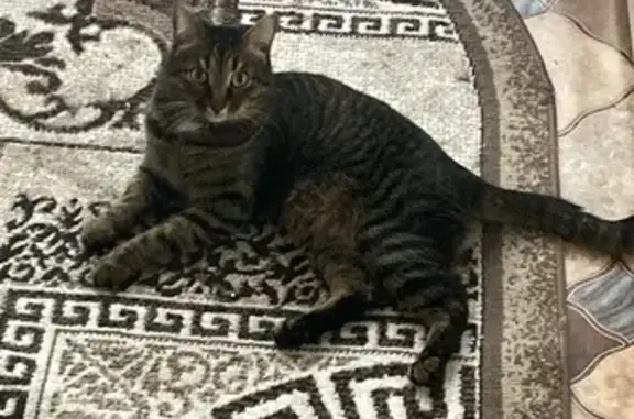 Пропала кошка, Живописная ул., Ковров