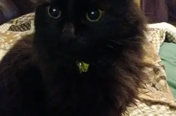 Пропала кошка, ул. Доватора, 2, Сычёво