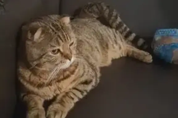 Пропала кошка, КП Улесье, Невская 74