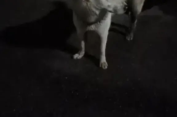 Найдена собака, Кронштадт, фото: Найдена собака, ул. Карла Маркса, Кронштадт