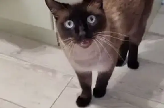 Пропала кошка, Сказочная ул. 40, Внуково