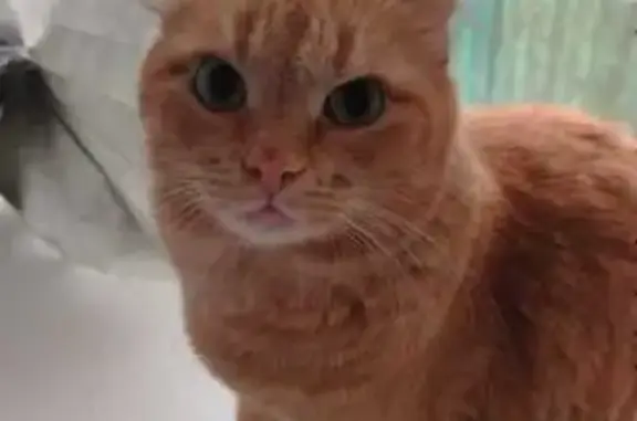 Пропала рыжая кошка, Бородина 40, Омск