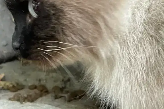 Найдена кошка, Волгоград, фото: Кошка найдена: ул. Штеменко, 56, Волгоград