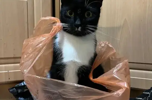 Кошки потеряшки, Александров, фото: Потеряшка кошка, ул. Гагарина 13/2, Александров