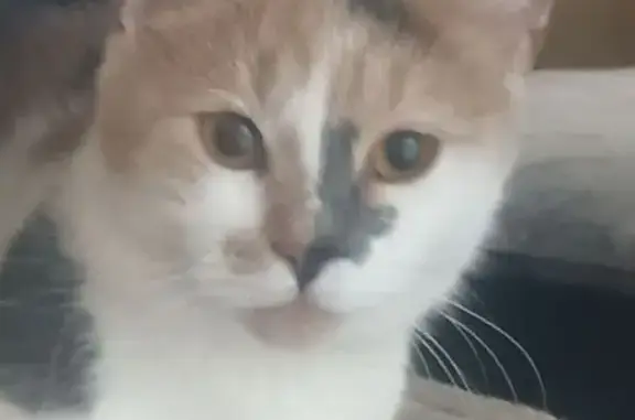 Пропала кошка, Серпуховская ул., 1