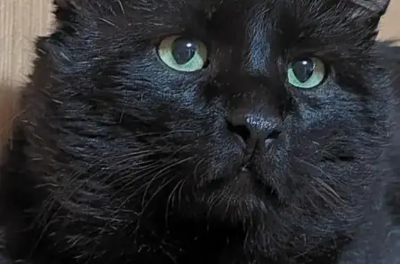 Пропала кошка, Нефтекамск, Башкортостан