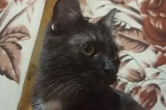 Пропала кошка, Кировская область