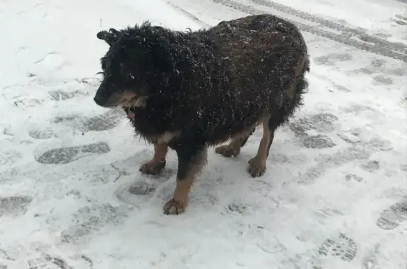 Собака найдена: Аксакова, 60/Чернышевского