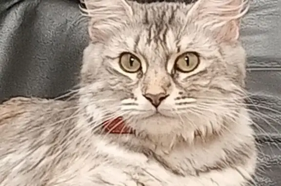 Пропала кошка, Кавказский бульвар, 57 с8