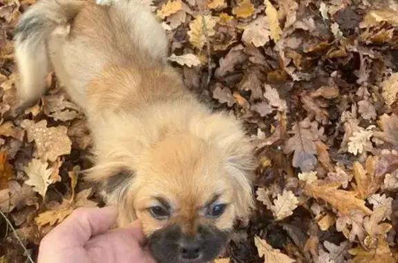 Найдена собака, Белгород, фото: Собака найдена, ул. Кутузова 47, Белгород