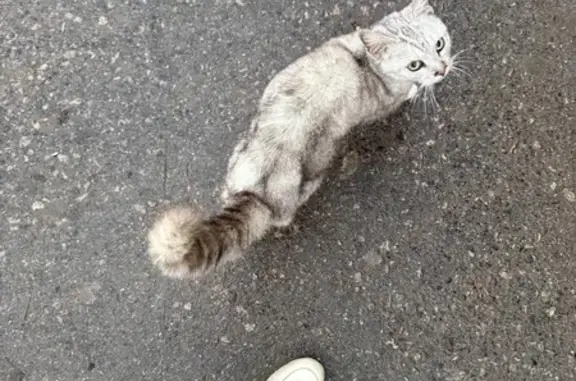 Найдена кошка, Тульская область, фото: Кошка найдена: СП Ленинский, Механизаторов 7