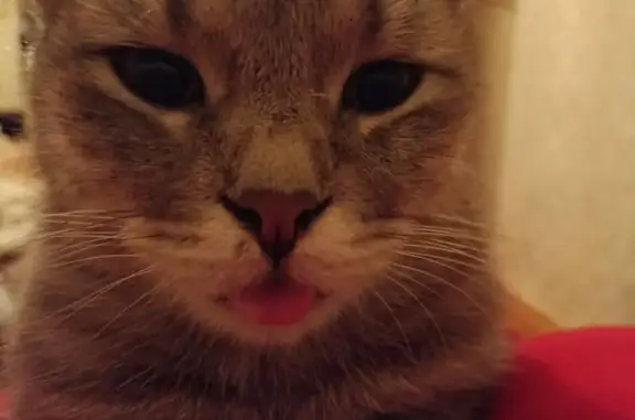 Пропала кошка, ул. Стальского, 1А, Кизляр