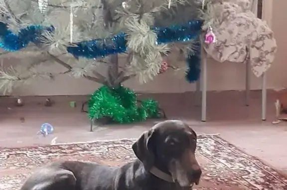 Собаки потеряшки, Ростов-на-Дону, фото: Потеряшка собака на ул. Грамши, 56А, Ростов