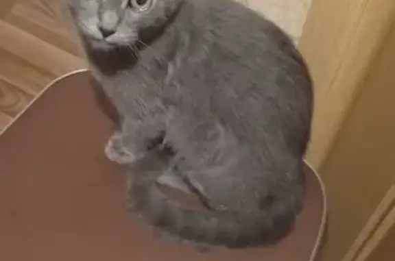 Пропала кошка, Базарная ул., 146, Тамбов