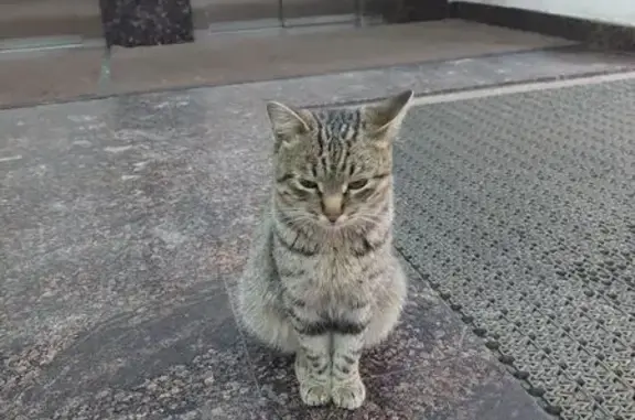 Найдена кошка, Челябинск, фото: Кошка найдена: ул. Энтузиастов, 30, Челябинск