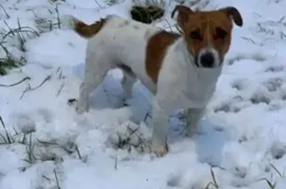 Найдена собака, Якшур-Бодьинский район, фото: Собака найдена у Малиновой горы, Удмуртия