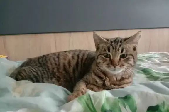 Найдена кошка, Петровский, фото: Кошка найдена на Петровской, 5, Петровский