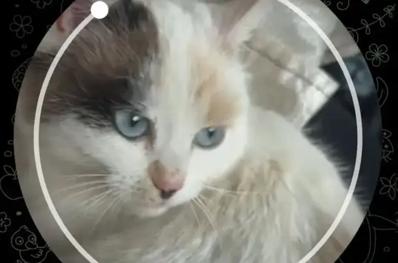 Пропала кошка, Паскинское, Кировская обл.