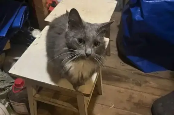 Найдена кошка, Нижний Новгород, фото: Кошка найдена: Тепличная ул., 2К, Н. Новгород