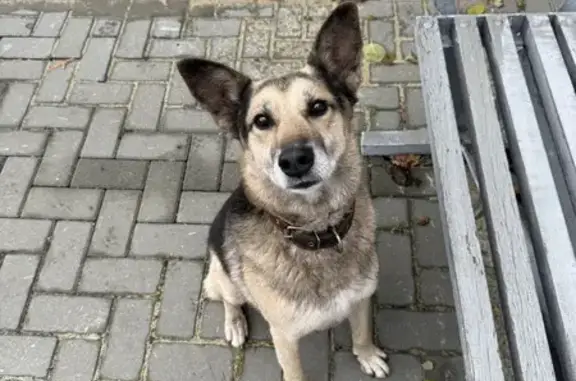 Найдена собака, Виражная ул., 42, Пенза