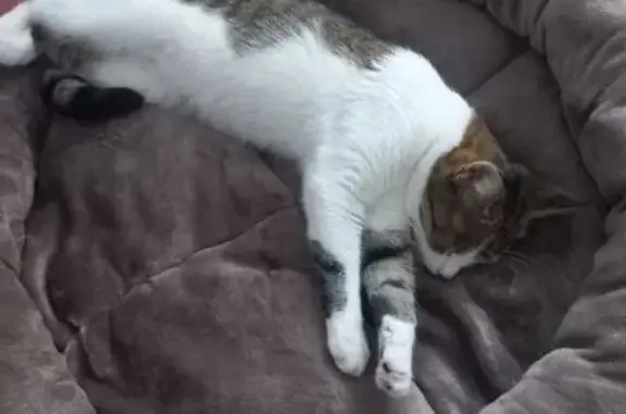 Пропала кошка, Бакунина 2, Воронеж