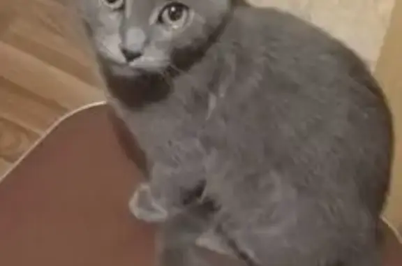 Пропала кошка, Базарная 146, Тамбов