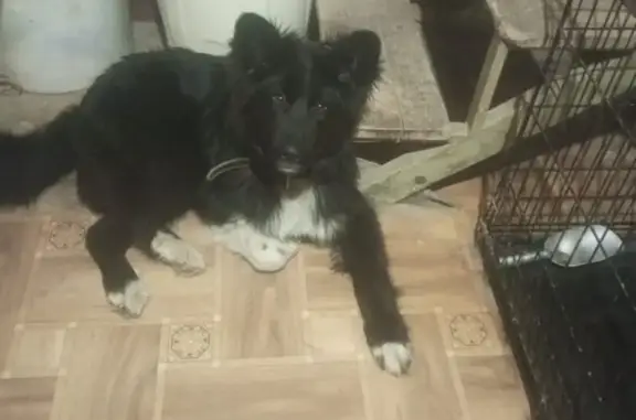 Собака найдена: 2-й проезд Гастелло, Тула