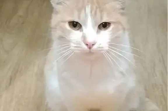 Найденные животные Котельнич, фото: Кошка найдена в городском саду, ул. Прудная