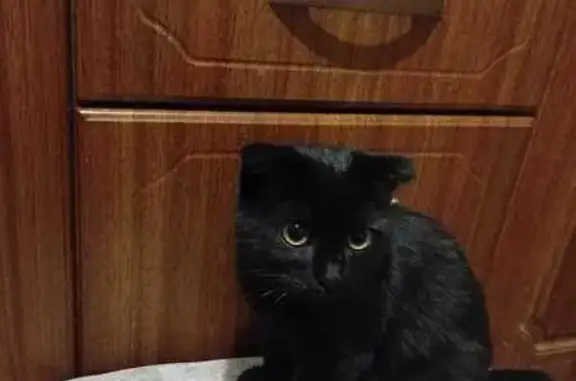 Объявления о пропавших и найденных животных, Котельниково, фото: Кошка найдена: Крестьянская 32, Котельниково